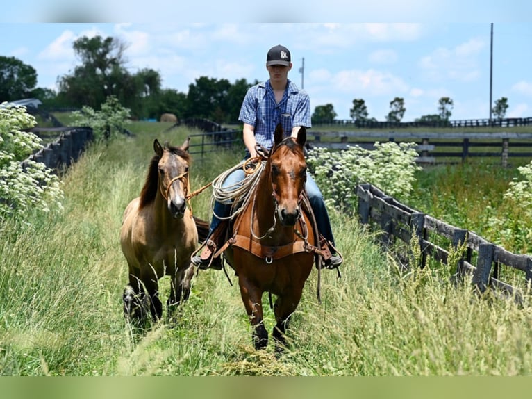 American Quarter Horse Castrone 12 Anni 160 cm Baio roano in Waco TX