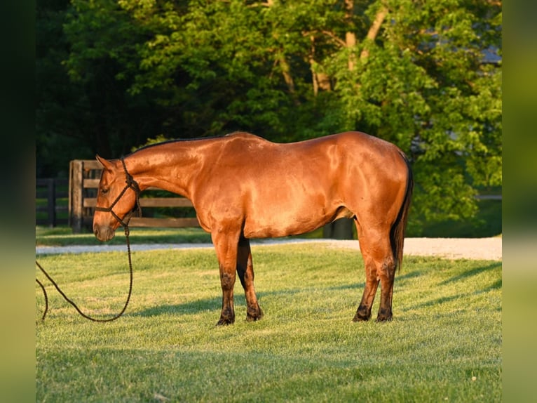 American Quarter Horse Castrone 12 Anni 160 cm Baio roano in Waco TX