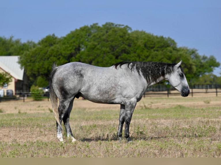 American Quarter Horse Castrone 12 Anni 160 cm Grigio pezzato in Waco TX