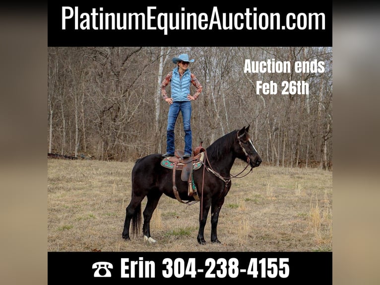 American Quarter Horse Castrone 12 Anni 160 cm Morello in Hillsboro KY
