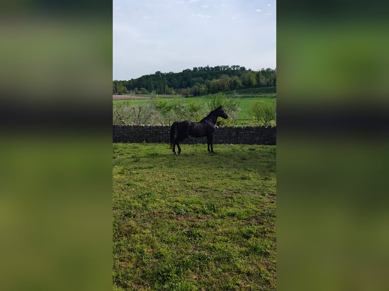 American Quarter Horse Castrone 12 Anni 160 cm Morello in monzambano
