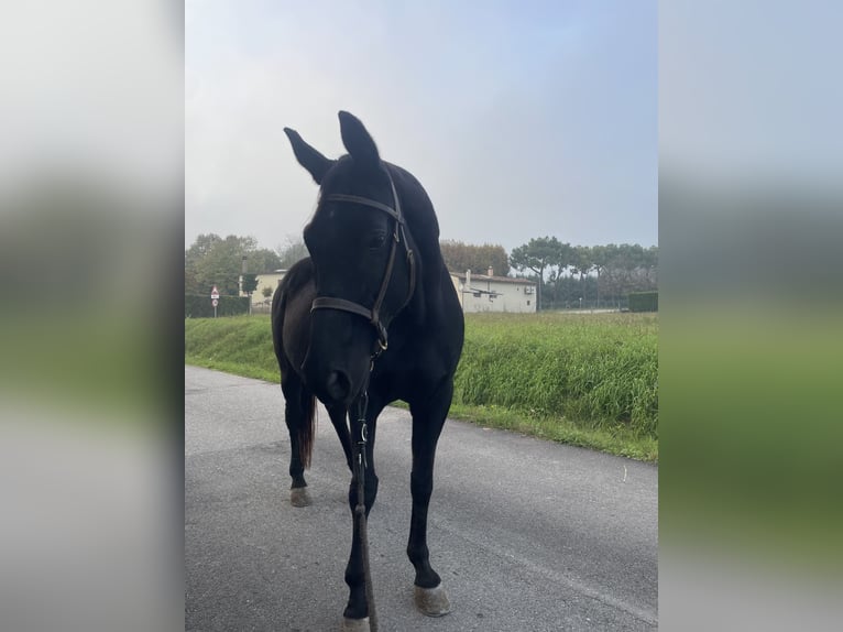 American Quarter Horse Castrone 12 Anni 160 cm Morello in monzambano