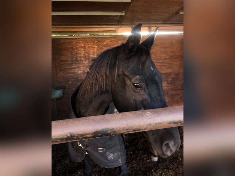 American Quarter Horse Castrone 12 Anni 160 cm Morello in monzambano