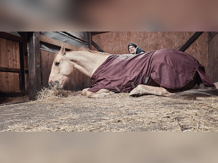 American Quarter Horse Castrone 12 Anni 160 cm Palomino in Lustenau