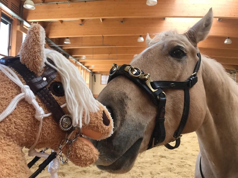 American Quarter Horse Castrone 12 Anni 160 cm Palomino in Lustenau