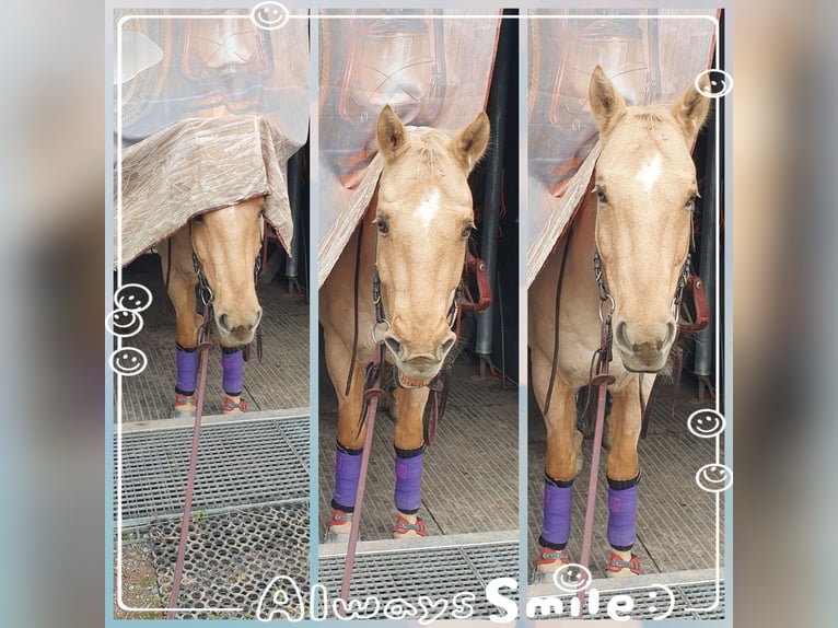 American Quarter Horse Castrone 12 Anni 160 cm Palomino in Lustenau