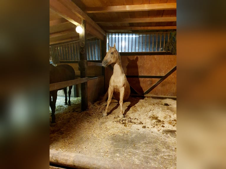 American Quarter Horse Castrone 12 Anni 160 cm Palomino in Lustenau