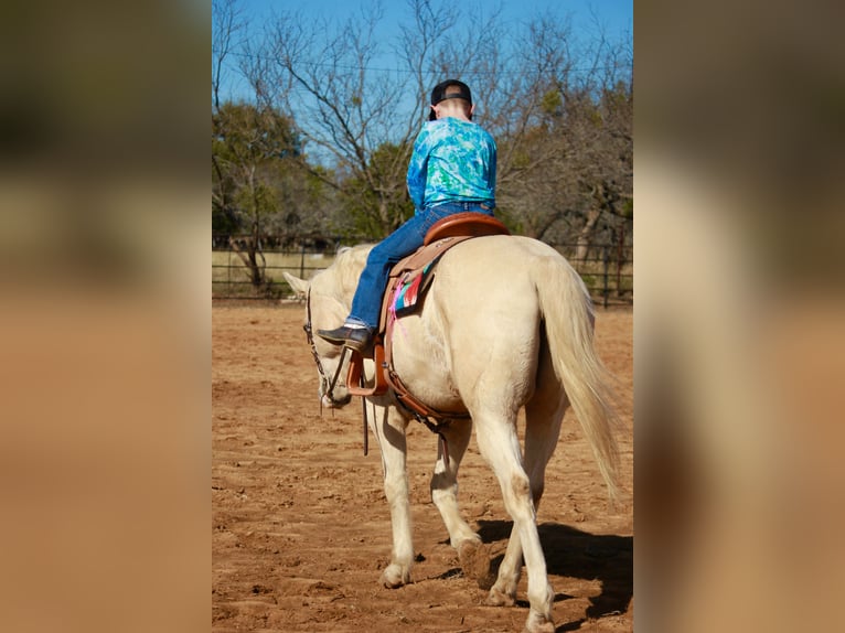 American Quarter Horse Castrone 12 Anni 160 cm Palomino in Granbury, TX