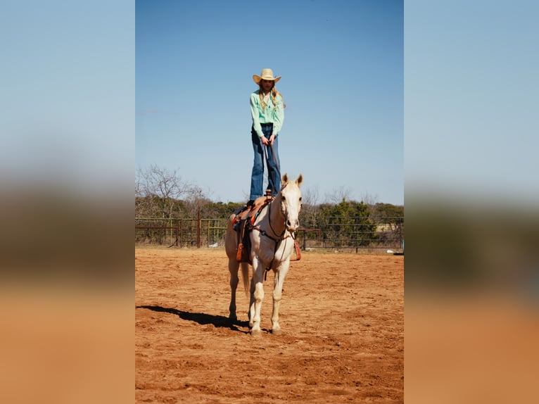 American Quarter Horse Castrone 12 Anni 160 cm Palomino in Granbury, TX