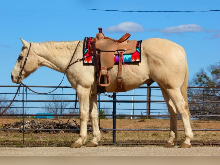 American Quarter Horse Castrone 12 Anni 160 cm Palomino in Granbury, TX