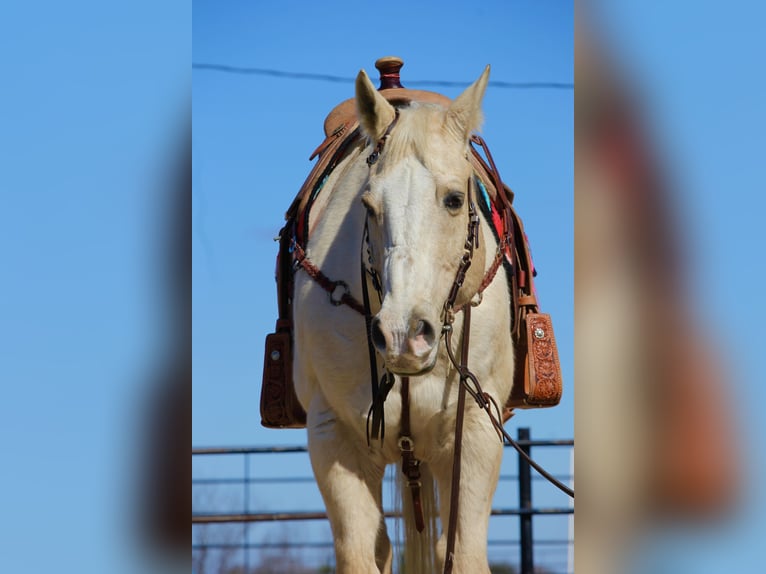 American Quarter Horse Castrone 12 Anni 160 cm Palomino in Granbury, TX