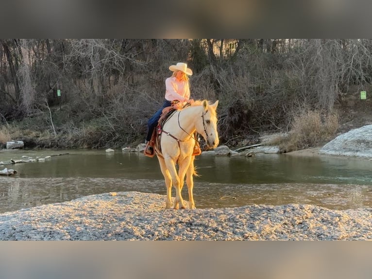 American Quarter Horse Castrone 12 Anni 160 cm Palomino in Granbury, TX