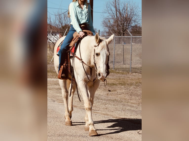 American Quarter Horse Castrone 12 Anni 160 cm Palomino in Granbury, TX