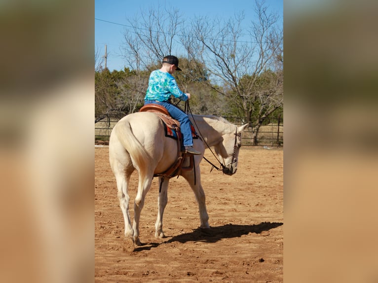 American Quarter Horse Castrone 12 Anni 160 cm Palomino in Granbury, TX