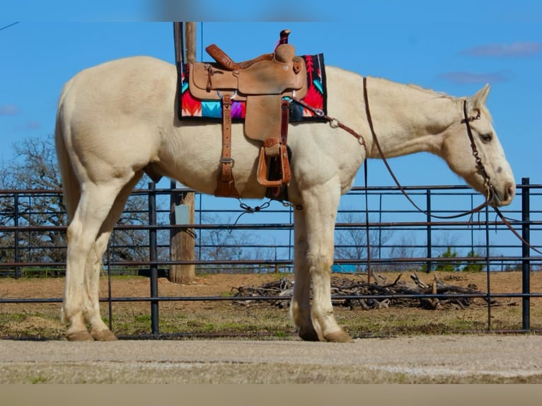 American Quarter Horse Castrone 12 Anni 160 cm Palomino in Granbury, TX