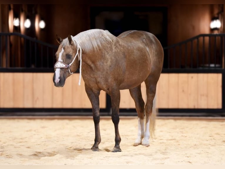 American Quarter Horse Castrone 12 Anni 160 cm Palomino in Needmore, PA