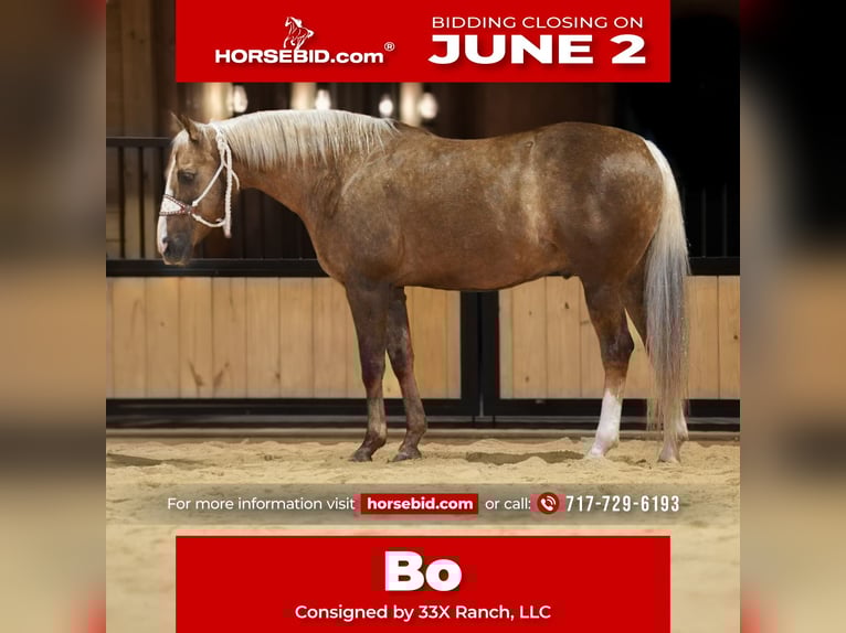 American Quarter Horse Castrone 12 Anni 160 cm Palomino in Needmore, PA