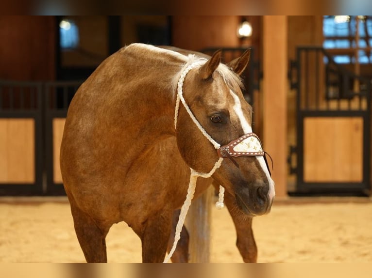American Quarter Horse Castrone 12 Anni 160 cm Palomino in Needmore, PA