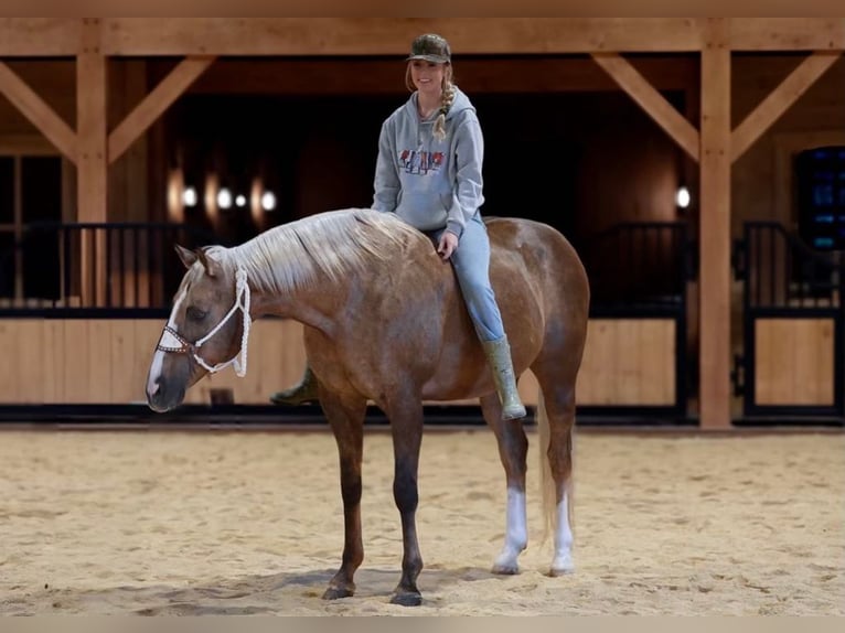 American Quarter Horse Castrone 12 Anni 160 cm Palomino in Needmore, PA
