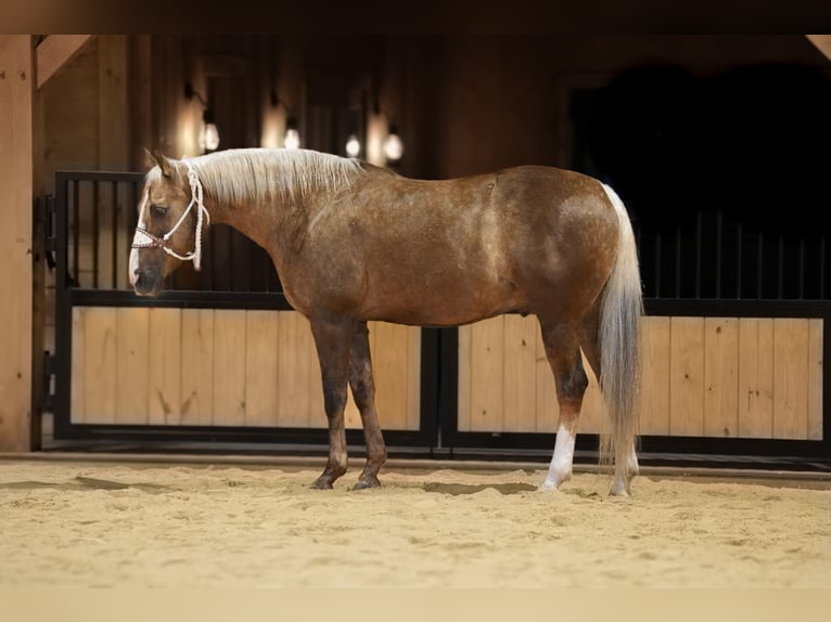 American Quarter Horse Castrone 12 Anni 160 cm Palomino in Needmore, PA