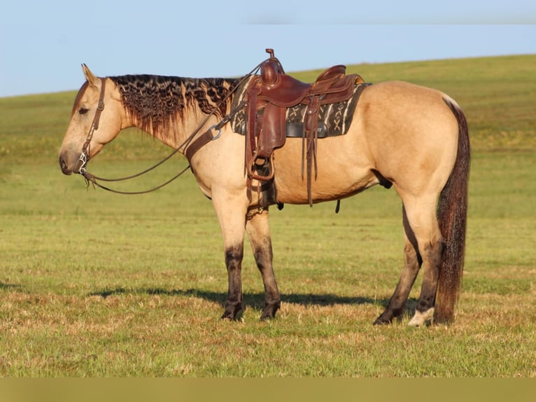 American Quarter Horse Castrone 12 Anni 160 cm Pelle di daino in Clarion