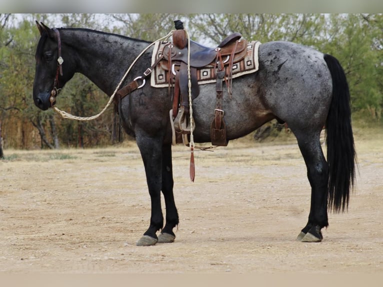 American Quarter Horse Castrone 12 Anni 160 cm Roano blu in eastland TX