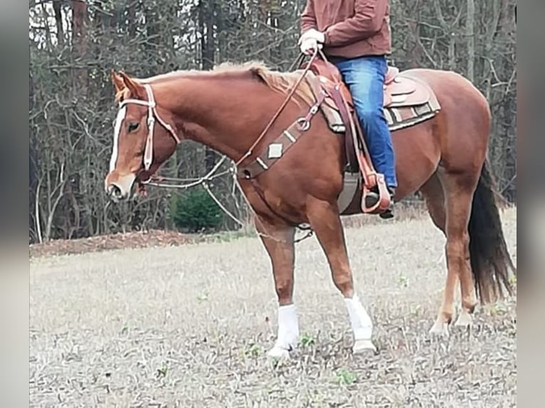 American Quarter Horse Castrone 12 Anni 160 cm Sauro in Stöckse
