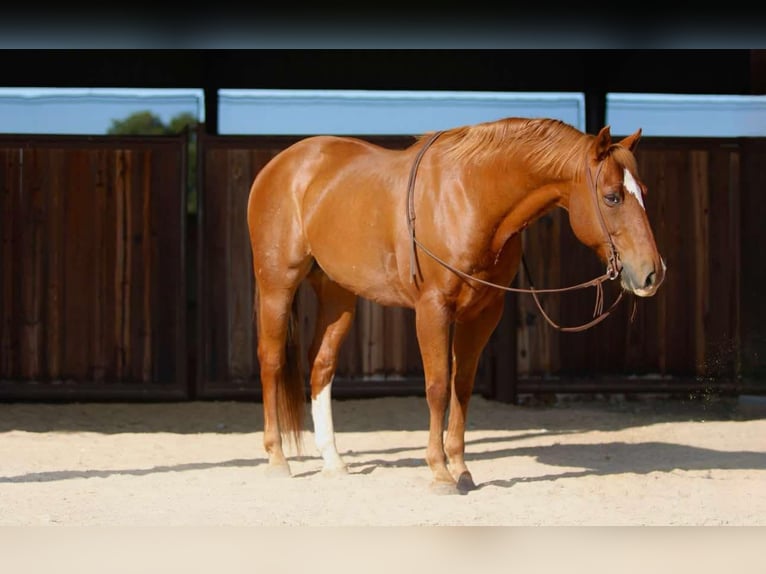 American Quarter Horse Castrone 12 Anni 160 cm Sauro ciliegia in Lipan TX