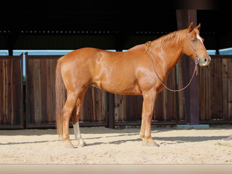 American Quarter Horse Castrone 12 Anni 160 cm Sauro ciliegia in Lipan TX