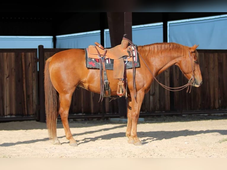 American Quarter Horse Castrone 12 Anni 160 cm Sauro ciliegia in Lipan TX