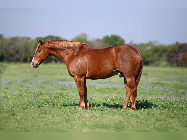 American Quarter Horse Castrone 12 Anni 160 cm Sauro ciliegia in Axtell