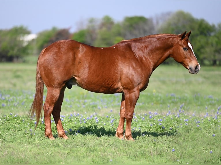 American Quarter Horse Castrone 12 Anni 160 cm Sauro ciliegia in Axtell