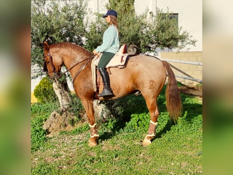 American Quarter Horse Mix Castrone 12 Anni 162 cm in Collado Villalba