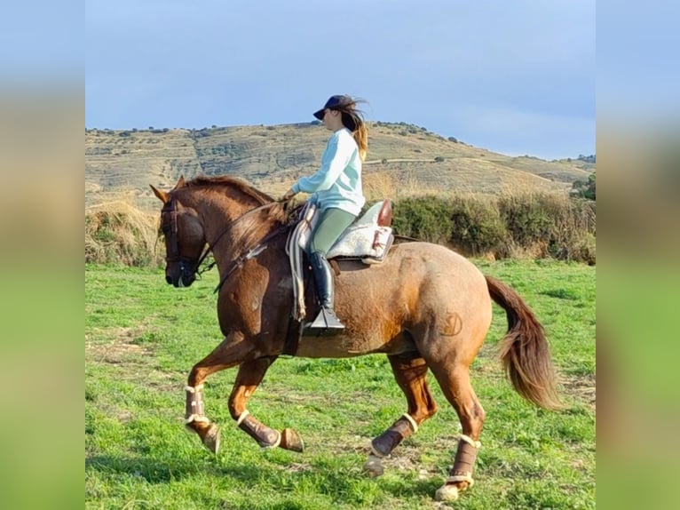 American Quarter Horse Mix Castrone 12 Anni 162 cm in Collado Villalba