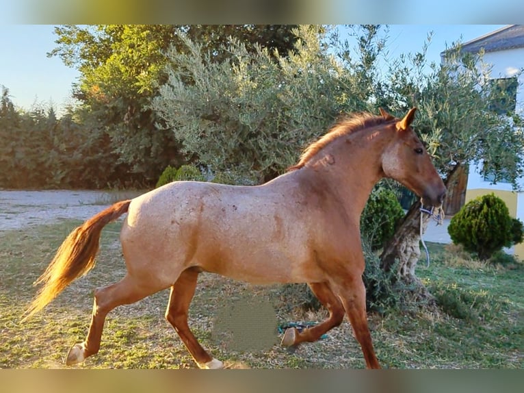 American Quarter Horse Mix Castrone 12 Anni 162 cm Roano rosso in Collado Villalba