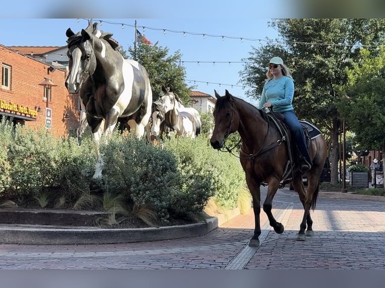 American Quarter Horse Castrone 12 Anni 163 cm Baio ciliegia in Weatheford TX