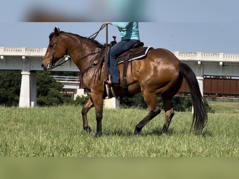 American Quarter Horse Castrone 12 Anni 163 cm Baio ciliegia in Weatheford TX