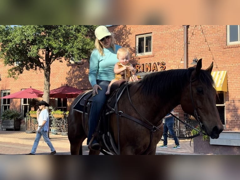 American Quarter Horse Castrone 12 Anni 163 cm Baio ciliegia in Weatheford TX