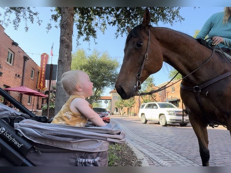 American Quarter Horse Castrone 12 Anni 163 cm Baio ciliegia in Weatheford TX