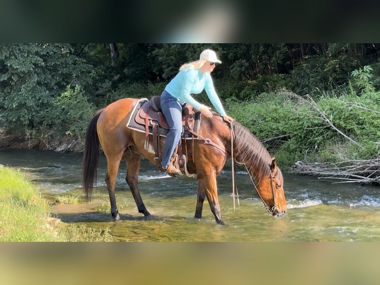 American Quarter Horse Castrone 12 Anni 163 cm Baio ciliegia in Weatheford TX