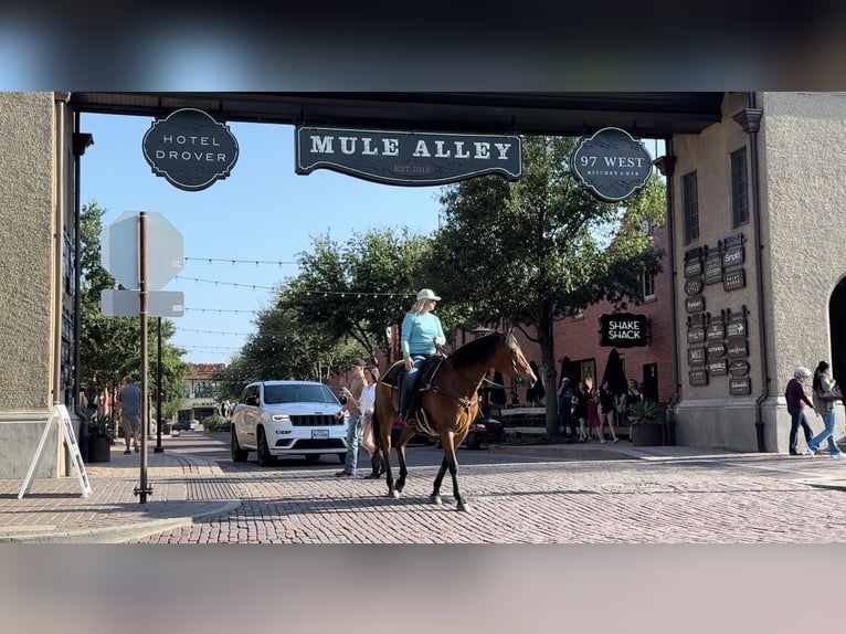 American Quarter Horse Castrone 12 Anni 163 cm Baio ciliegia in Weatheford TX