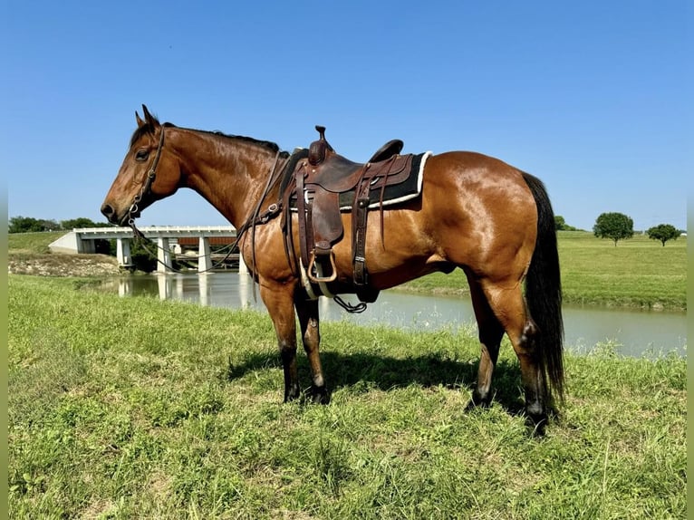 American Quarter Horse Castrone 12 Anni 163 cm Baio ciliegia in Weatheford TX