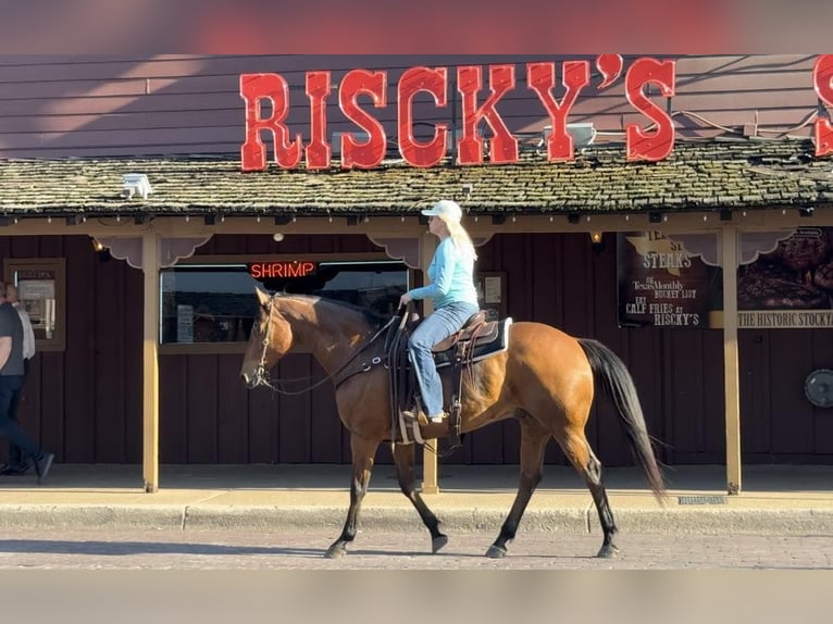 American Quarter Horse Castrone 12 Anni 163 cm Baio ciliegia in Weatheford TX