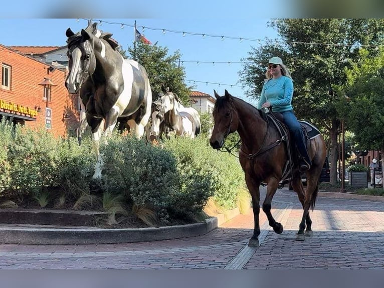 American Quarter Horse Castrone 12 Anni 163 cm Baio ciliegia in Weatherford TX