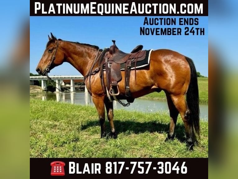 American Quarter Horse Castrone 12 Anni 163 cm Baio ciliegia in Weatherford TX