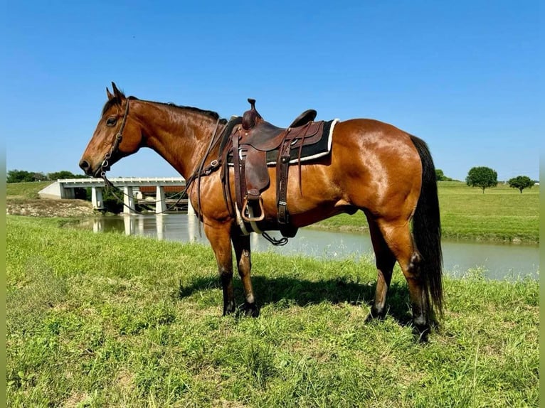 American Quarter Horse Castrone 12 Anni 163 cm Baio ciliegia in Weatherford TX