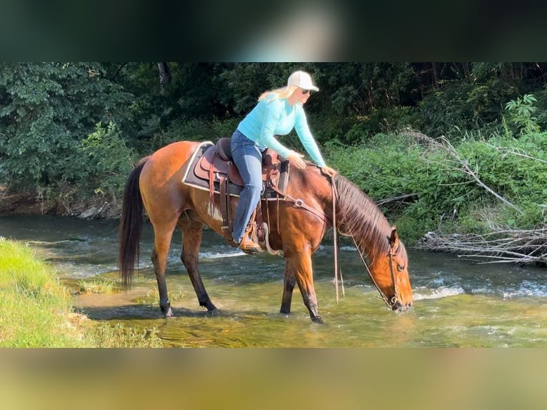 American Quarter Horse Castrone 12 Anni 163 cm Baio ciliegia in Weatherford TX