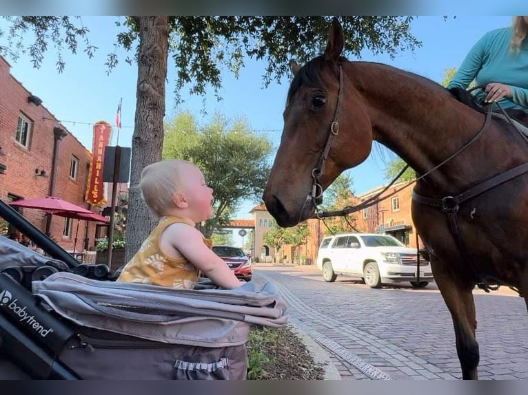 American Quarter Horse Castrone 12 Anni 163 cm Baio ciliegia in Weatherford TX