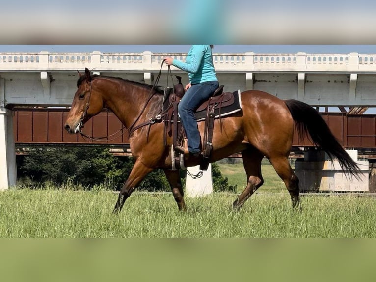 American Quarter Horse Castrone 12 Anni 163 cm Baio ciliegia in Weatherford TX