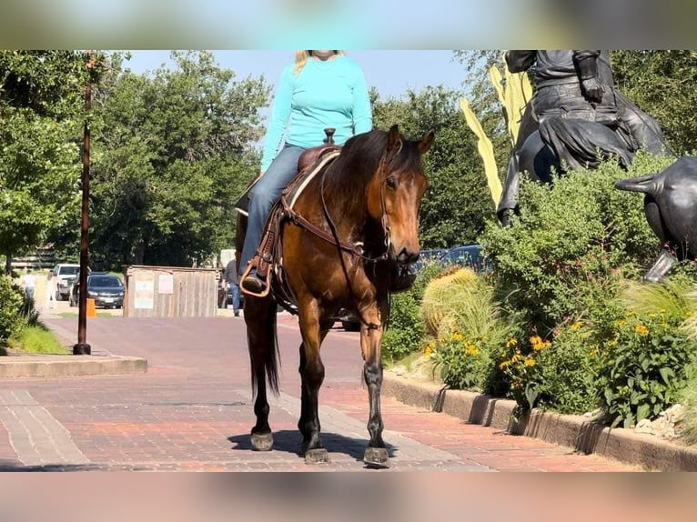 American Quarter Horse Castrone 12 Anni 163 cm Baio ciliegia in Weatherford TX